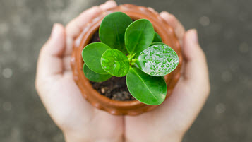 Hände halten einen Topf, in dem eine grüne Pflanze wächst